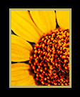 a yellow wild flower in Belize thumbnail